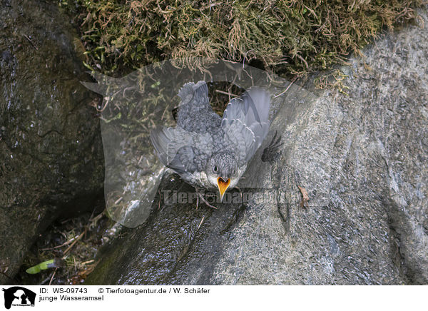 junge Wasseramsel / young dipper / WS-09743