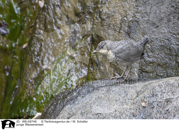 junge Wasseramsel / young dipper / WS-09746