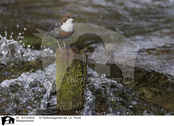 Wasseramsel / dipper / AT-02503