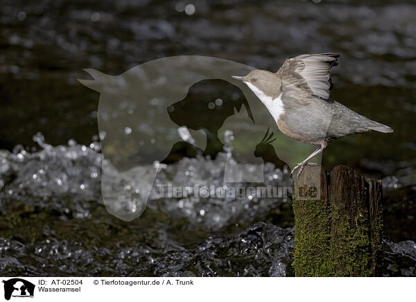 Wasseramsel / dipper / AT-02504