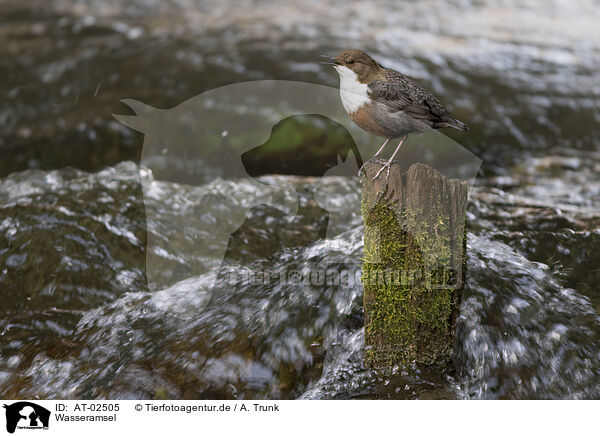 Wasseramsel / dipper / AT-02505