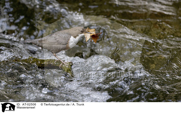 Wasseramsel / dipper / AT-02506