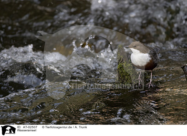 Wasseramsel / dipper / AT-02507