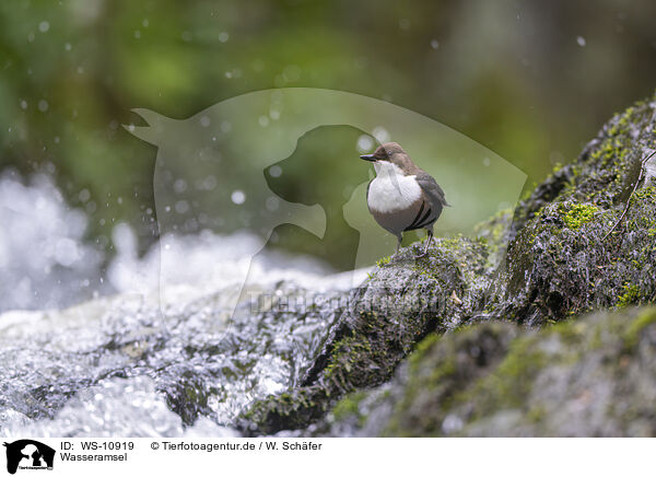 Wasseramsel / WS-10919