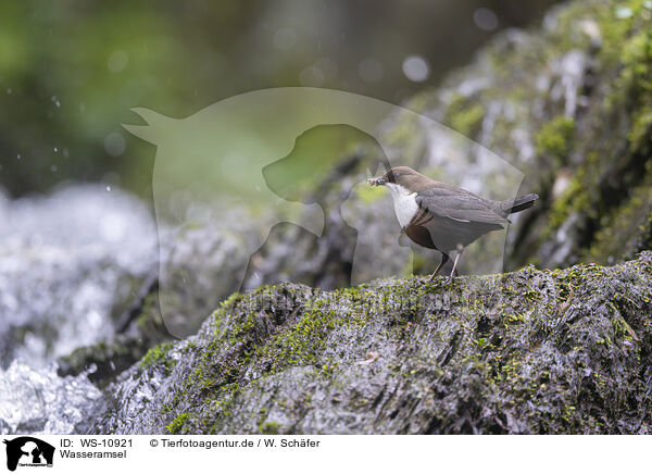 Wasseramsel / WS-10921