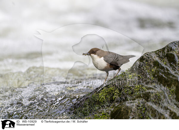 Wasseramsel / dipper / WS-10929