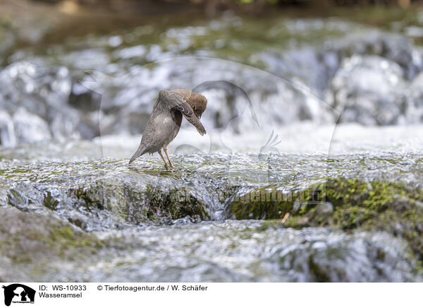 Wasseramsel / WS-10933