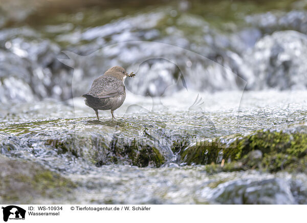Wasseramsel / dipper / WS-10934