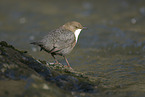 Eurasische Wasseramsel