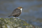 Eurasische Wasseramsel