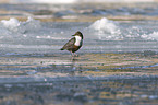 Eurasische Wasseramsel