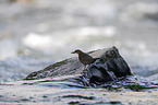 sitzende Wasseramsel