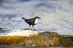 sitzende Wasseramsel