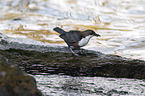 sitzende Wasseramsel