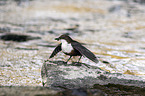 sitzende Wasseramsel