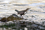 sitzende Wasseramsel