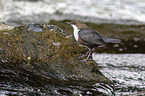 sitzende Wasseramsel