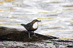 sitzende Wasseramsel