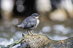 Wasseramsel
