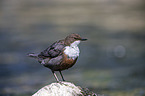 Wasseramsel