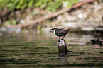 Wasseramsel