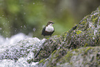 Wasseramsel