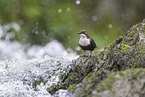 Wasseramsel