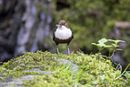 Wasseramsel