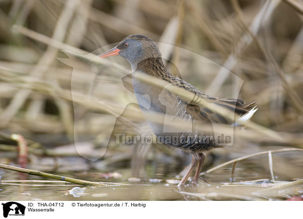 Wasserralle / water rail / THA-04712