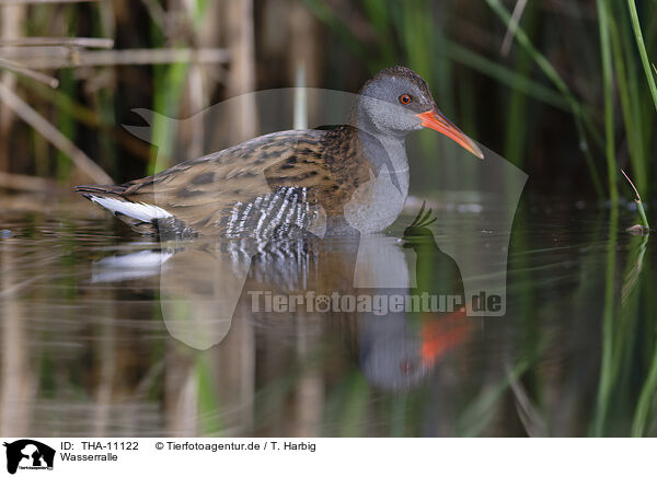 Wasserralle / water rail / THA-11122