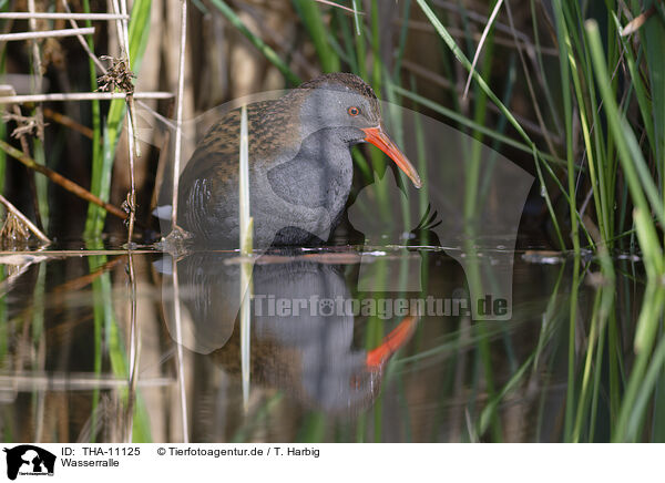 Wasserralle / water rail / THA-11125