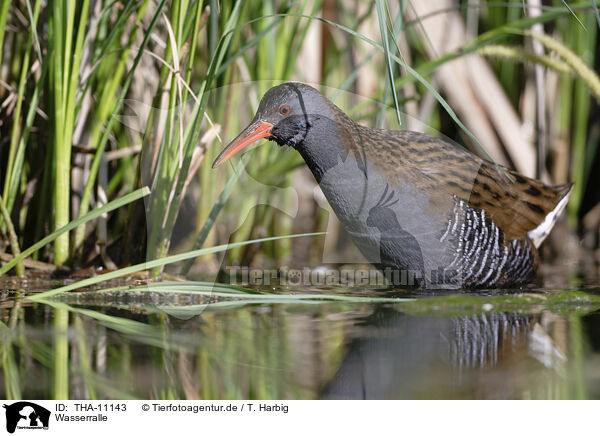 Wasserralle / water rail / THA-11143