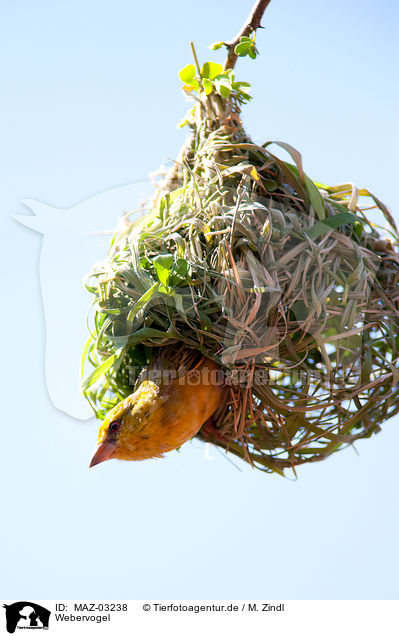 Webervogel / weaver bird / MAZ-03238