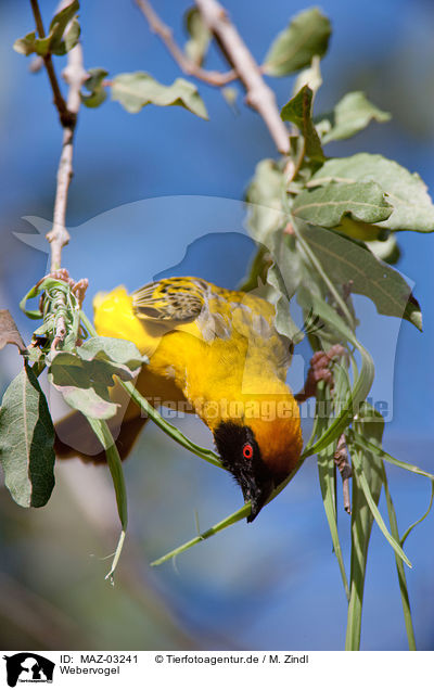 Webervogel / weaver bird / MAZ-03241