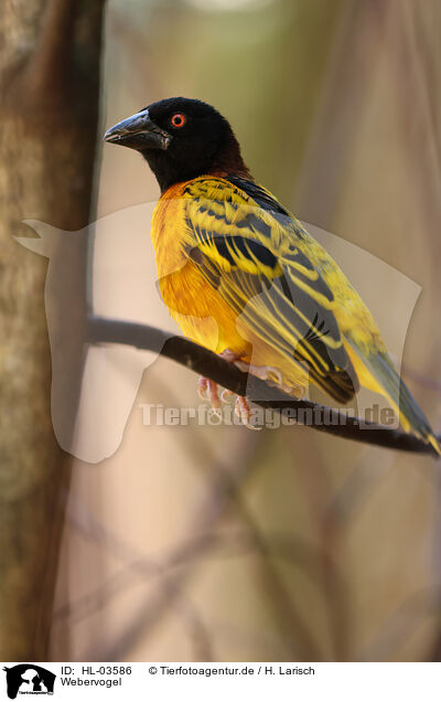 Webervogel / weaver bird / HL-03586