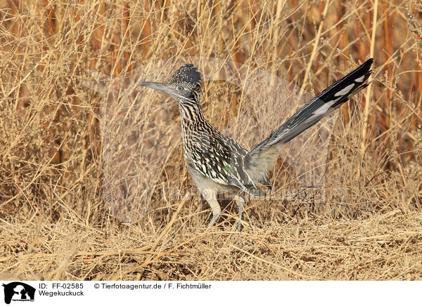 Wegekuckuck / FF-02585