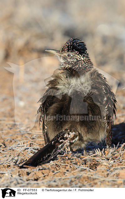 Wegekuckuck / roadrunner / FF-07553