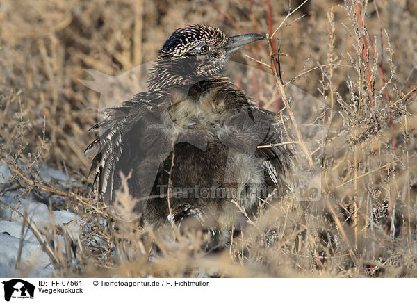 Wegekuckuck / roadrunner / FF-07561