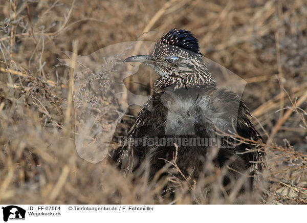 Wegekuckuck / roadrunner / FF-07564