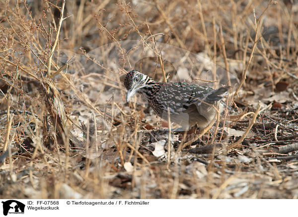 Wegekuckuck / roadrunner / FF-07568