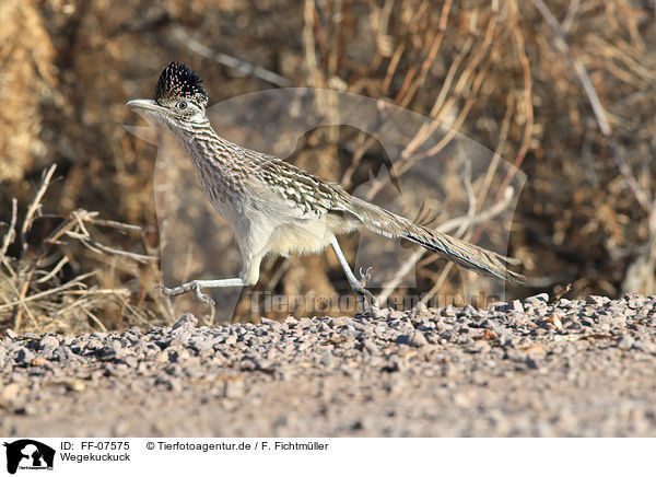 Wegekuckuck / roadrunner / FF-07575