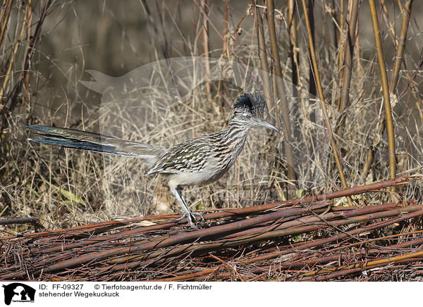 stehender Wegekuckuck / standing Roadrunner / FF-09327