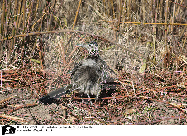 stehender Wegekuckuck / standing Roadrunner / FF-09329