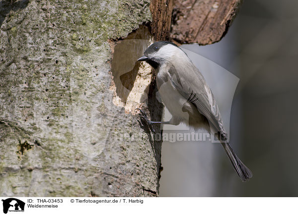 Weidenmeise / willow tit / THA-03453