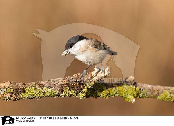 Weidenmeise / willow tit / SO-02652
