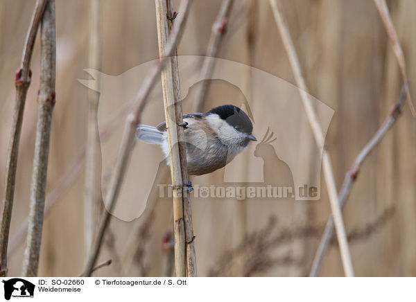 Weidenmeise / willow tit / SO-02660