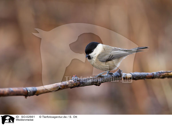 Weidenmeise / willow tit / SO-02661