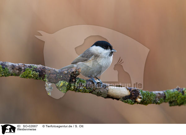 Weidenmeise / willow tit / SO-02667