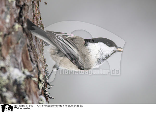 Weidenmeise / willow tit / MBS-11840