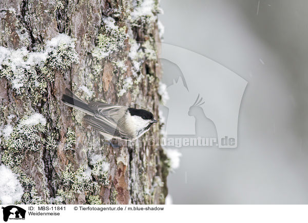 Weidenmeise / willow tit / MBS-11841